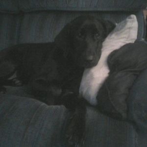 Meet your Posher, Douglas